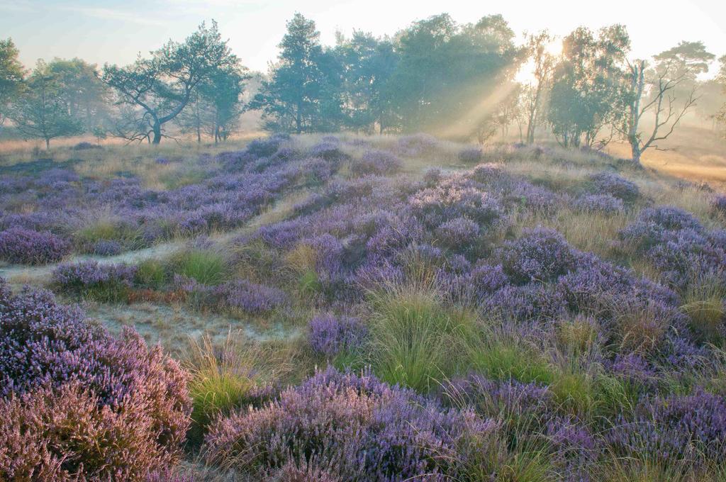 Landhuisjes Bij De Wouterbron Opglabbeek Екстериор снимка